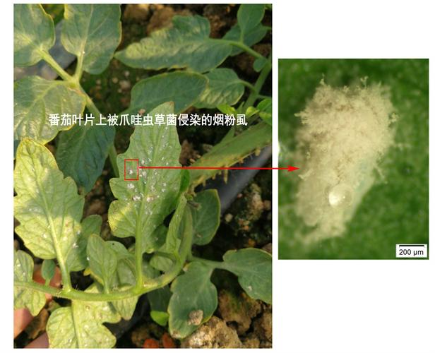 歷經十余年攻關 江蘇省農科院團隊研發出新型生物農藥